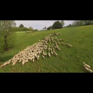 AGNEAU AÎD EL KEBIR